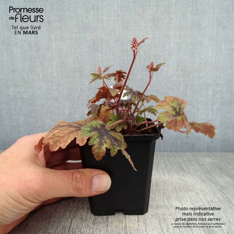 Tiarella  Sugar and Spice 8/9 cm pot sample as delivered in spring