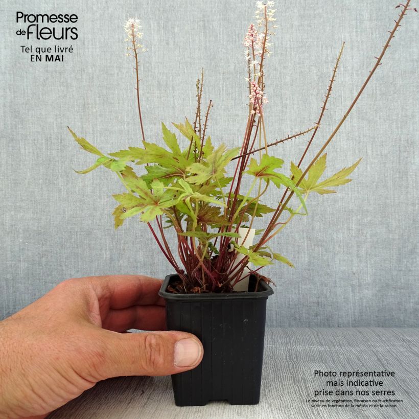 Tiarella Morning Star 8/9 cm pot sample as delivered in spring