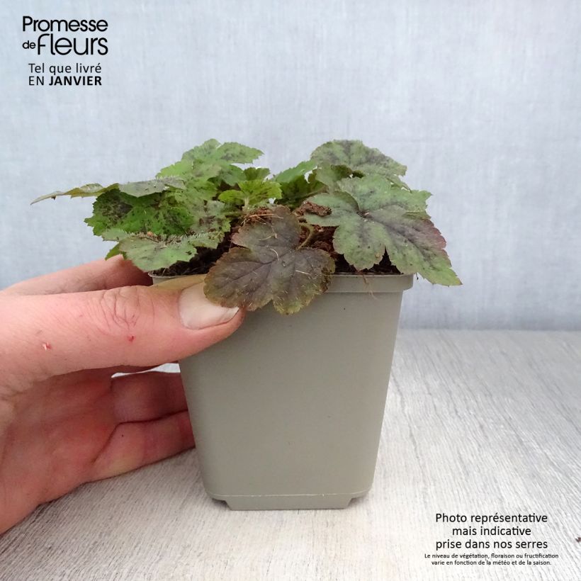 Tiarella  Running Tiger 8/9 cm pot sample as delivered in winter