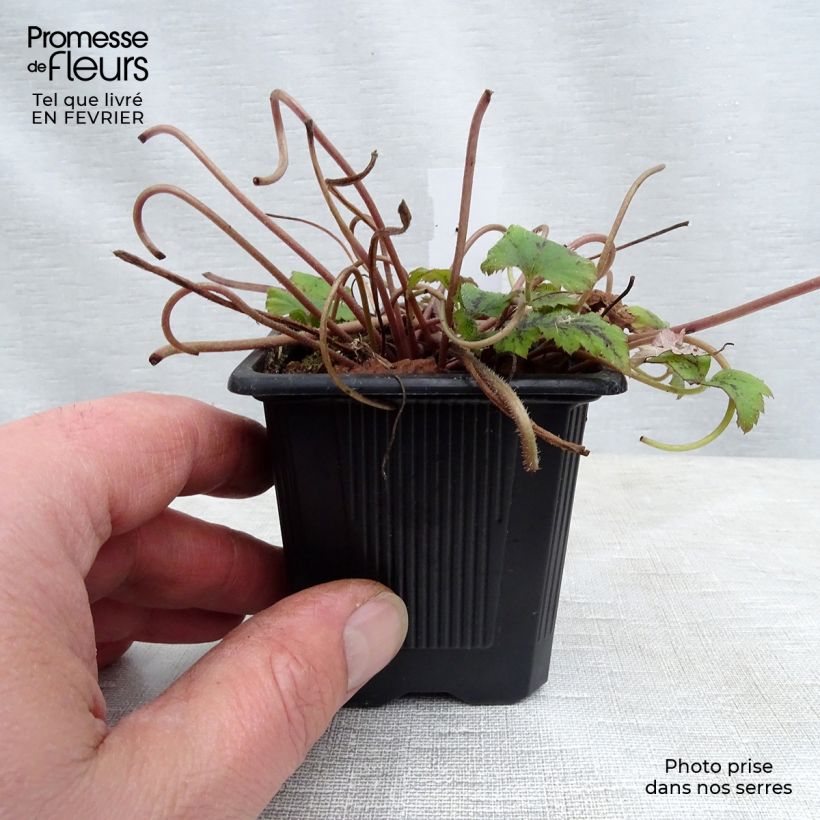 Tiarella  Tiger Stripe 8/9 cm pot sample as delivered in winter