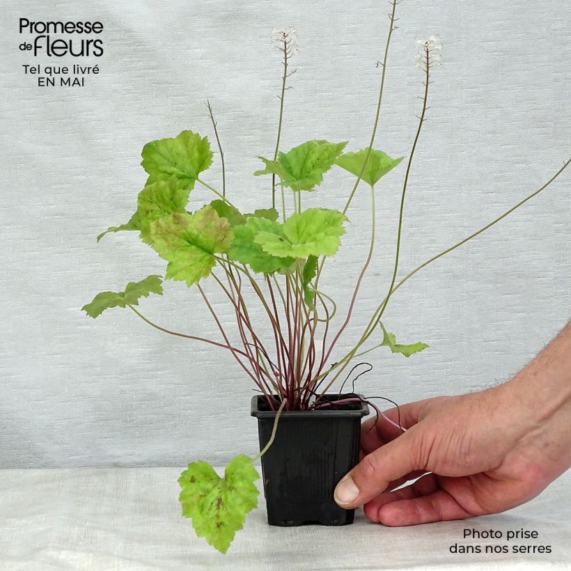 Tiarella  Tiger Stripe 8/9 cm pot sample as delivered in spring