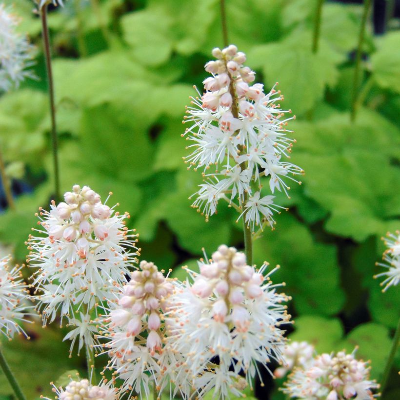 Tiarella cordifolia Moorgrun (Flowering)
