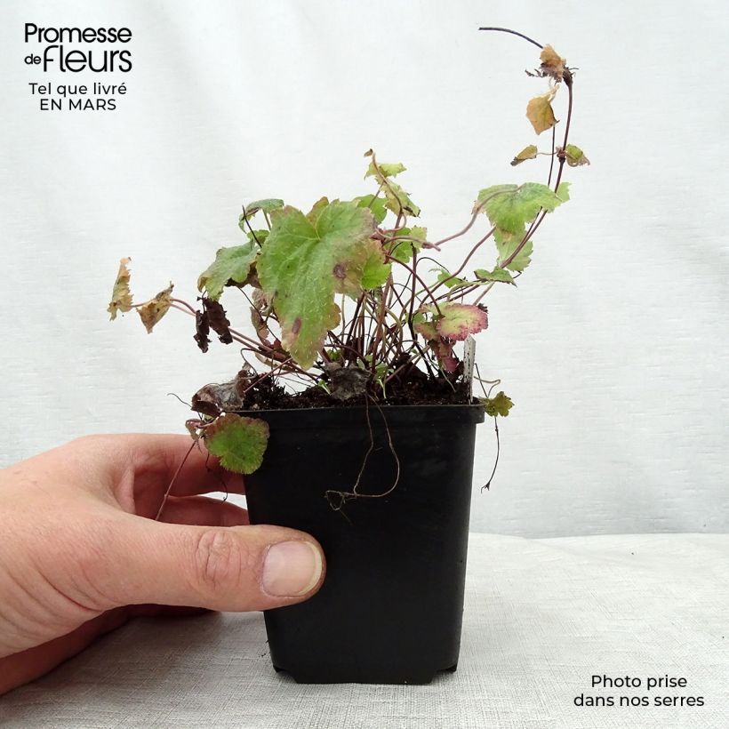 Tiarella cordifolia Moorgrun 8/9 cm pot sample as delivered in spring