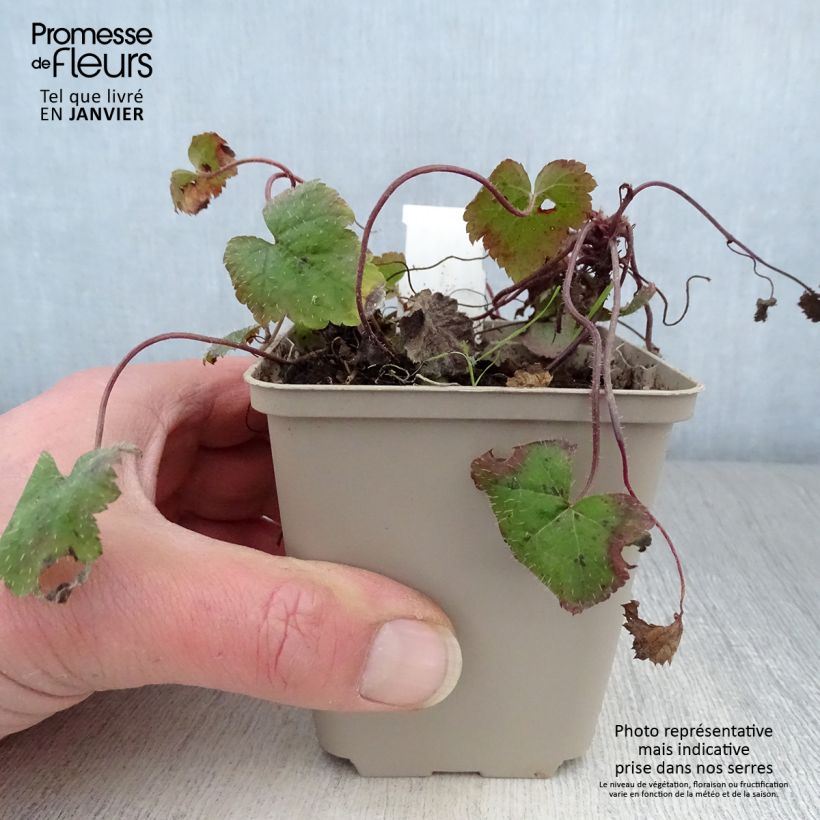 Tiarella cordifolia Moorgrun 8/9 cm pot sample as delivered in winter