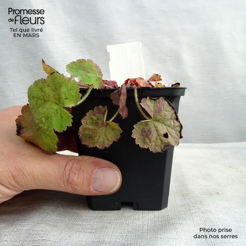 Tiarella cordifolia 8/9 cm pot sample as delivered in spring