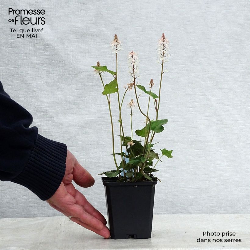 Tiarella wherryi  8/9 cm pot sample as delivered in spring