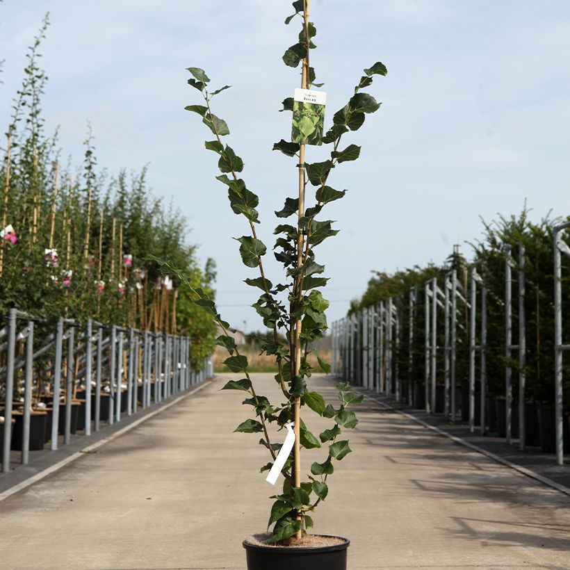 Tilia cordata Rancho - Lime (Plant habit)