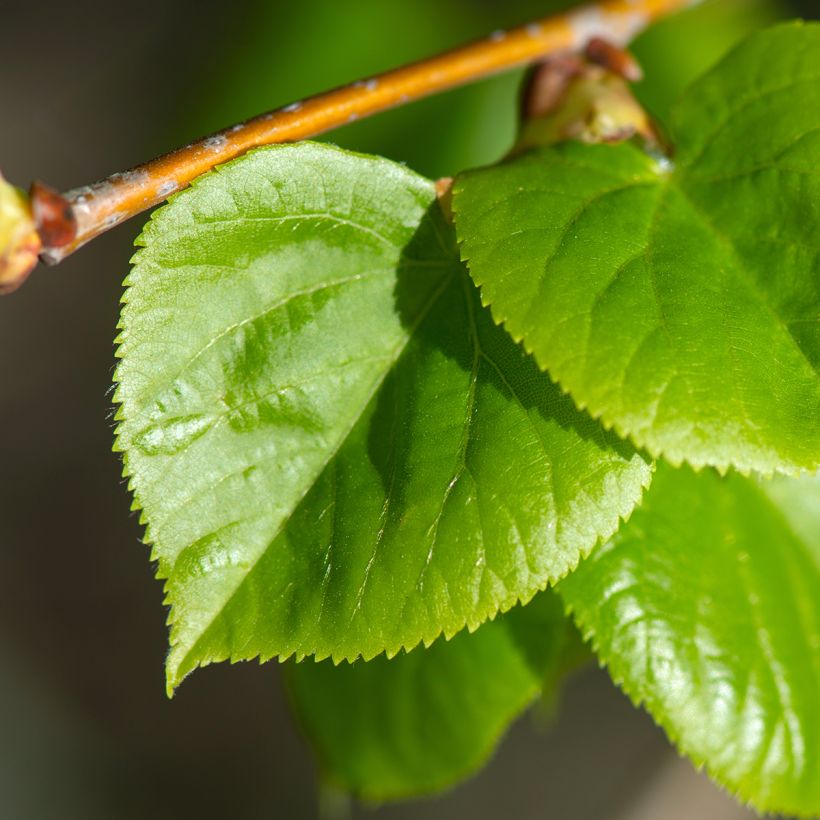 Tilia cordata Rancho - Lime (Foliage)