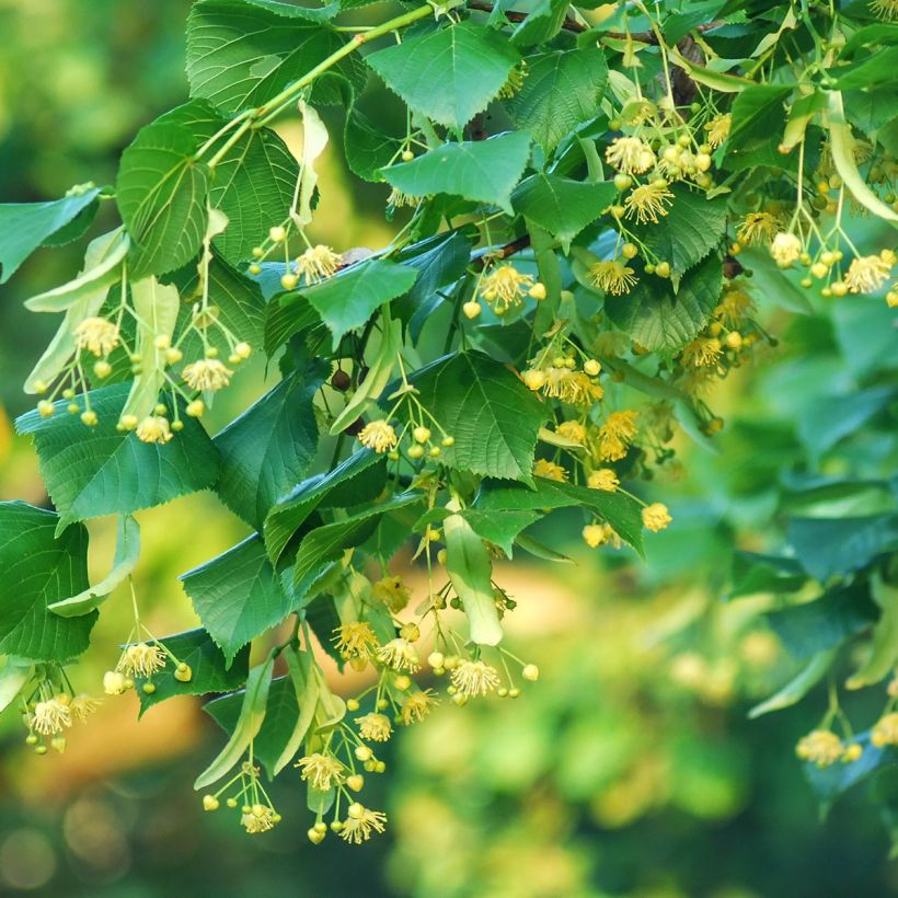 Tilia cordata Rancho - Lime (Flowering)