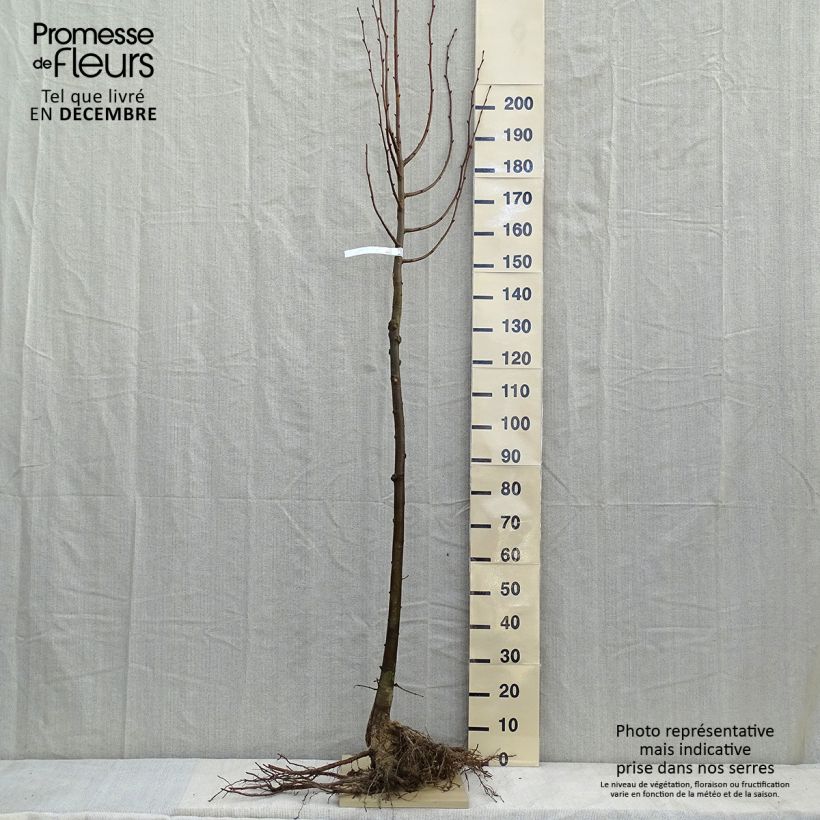 Tilia cordata - Lime Bare root sample as delivered in winter