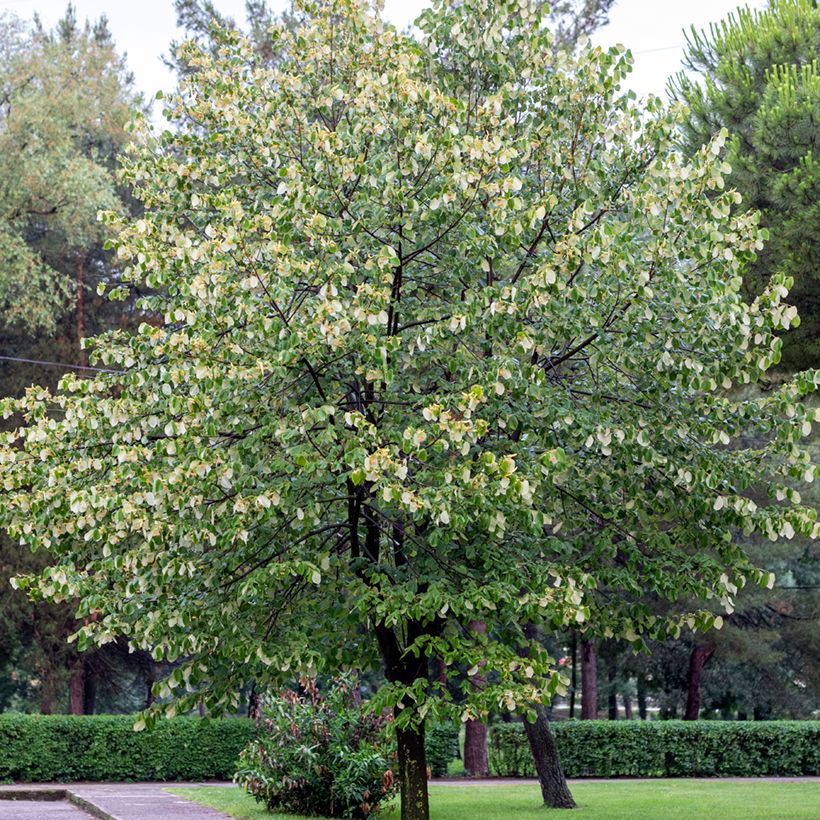 Tilia tomentosa - Silver lime (Plant habit)