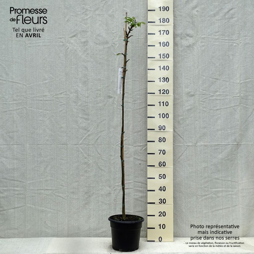 Tipuana tipu 7.5L/10L pot sample as delivered in spring