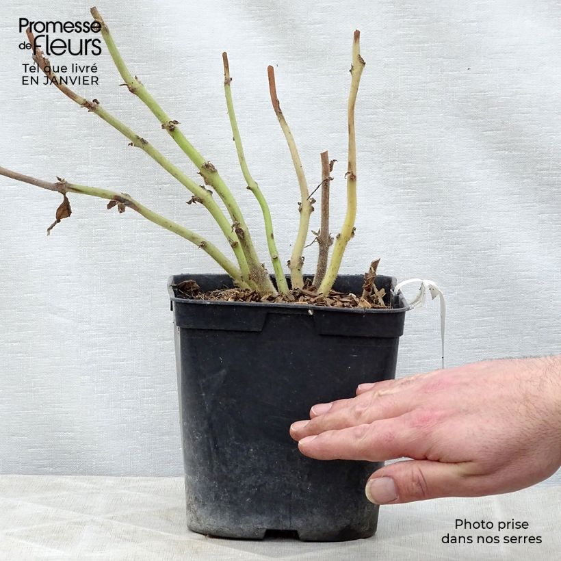 Titanotrichum oldhamii  2L/3L pot sample as delivered in winter