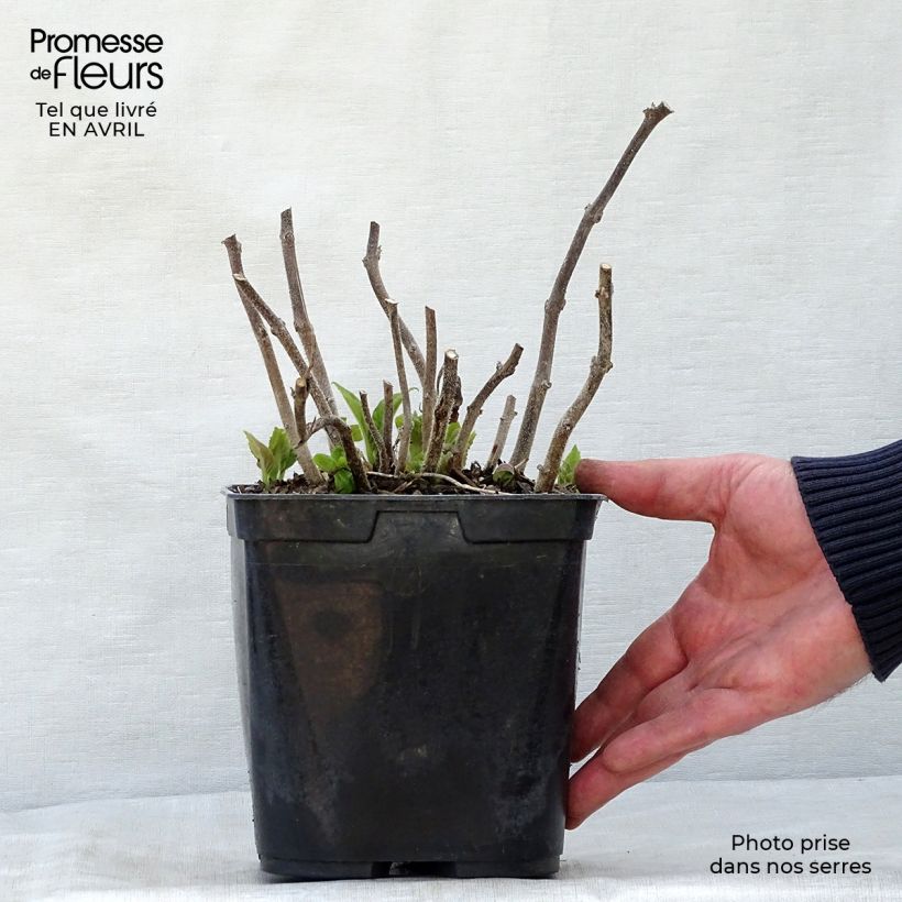 Titanotrichum oldhamii  2L/3L pot sample as delivered in spring