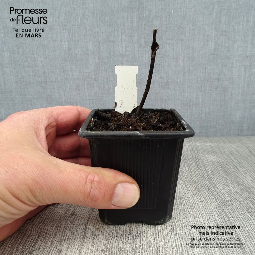 Titanotrichum oldhamii  8/9 cm pot sample as delivered in winter