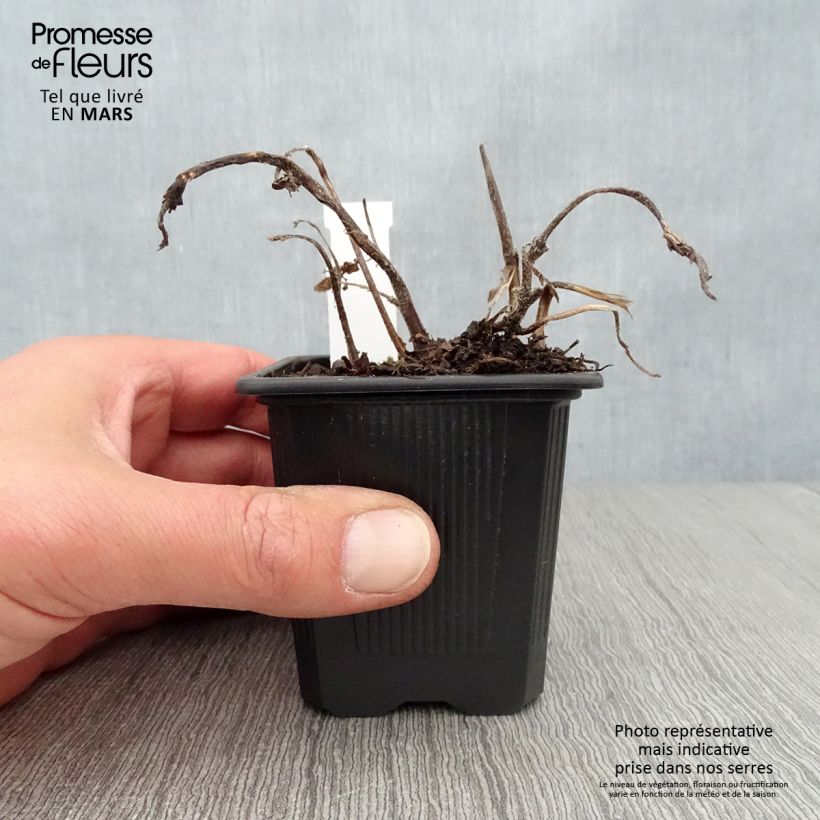 Titanotrichum oldhamii  8/9 cm pot sample as delivered in spring