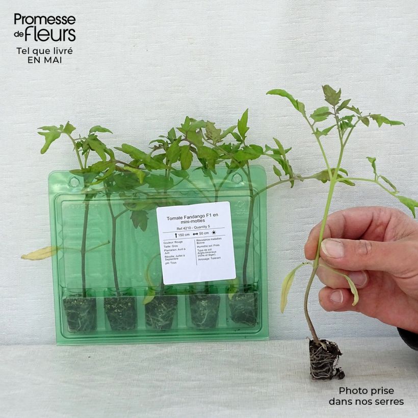 Tomato Fandango F1 Plants Plug plant 3/4cm sample as delivered in spring