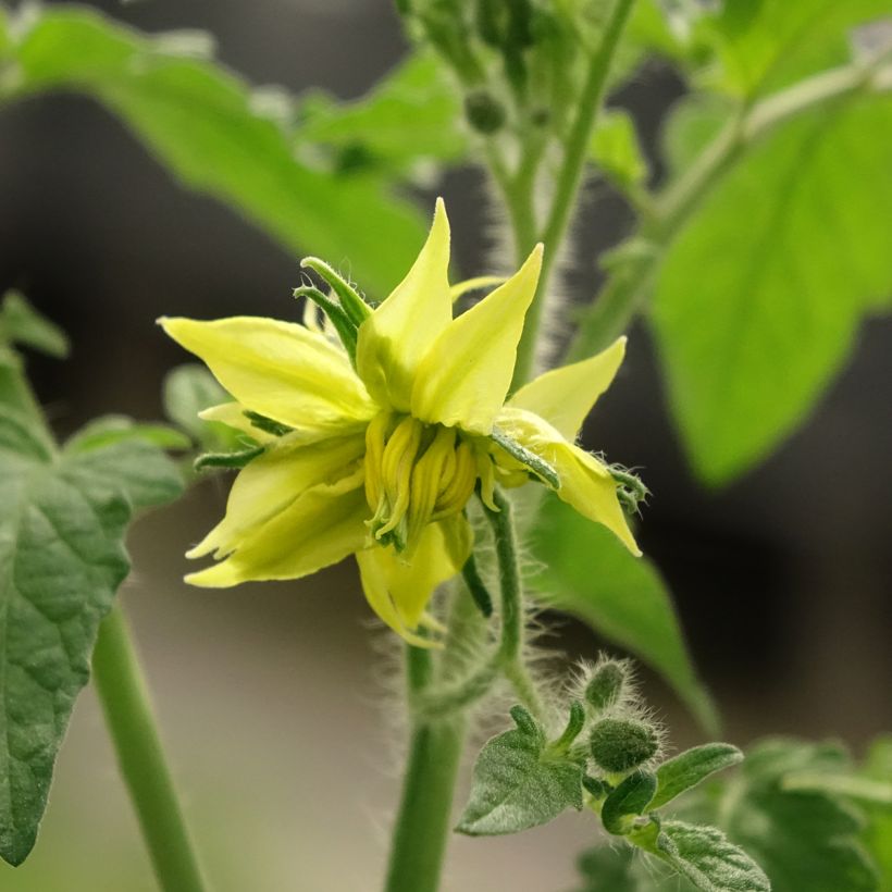 Tomato Black Crimean F1 Grafted  Plants (Flowering)