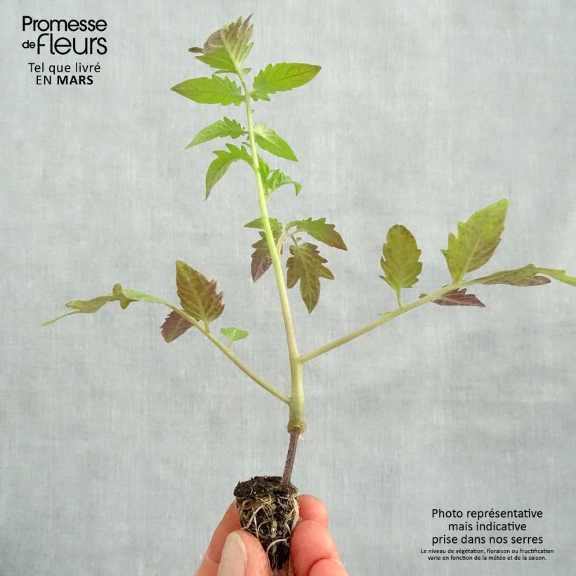 Tomato Russian Red GRAFTED ORGANIC Plug plant 1.5/2.5 cm sample as delivered in spring