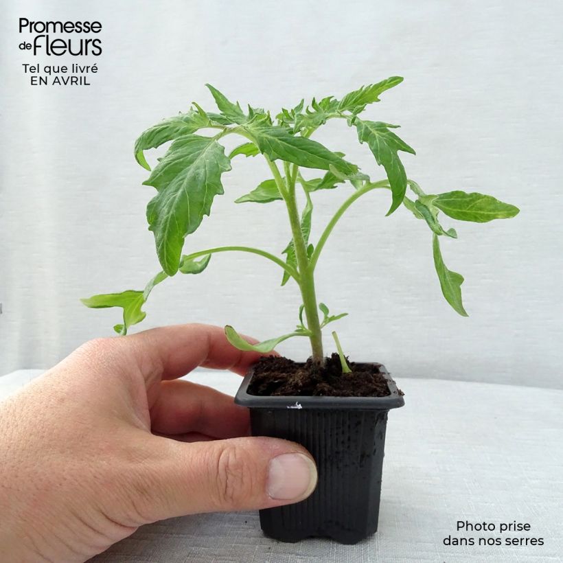 Tomato Saint-Pierre Plants 7/8 cm pot sample as delivered in spring