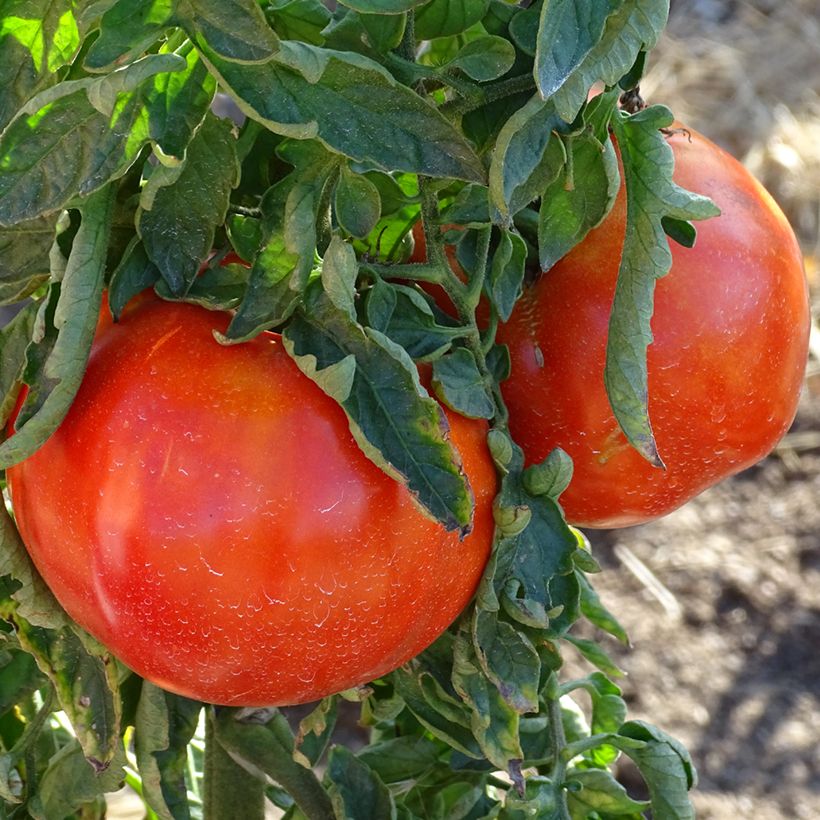 Tomato Supersteak F1 (Harvest)