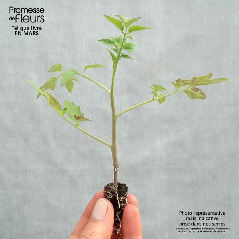 Tomato Apéro F1 TGRAFTED ORGANIC - Cherry Tomato Plug plant 1.5/2.5 cm sample as delivered in spring