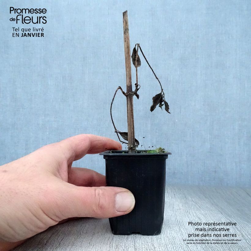 Jerusalem Artichokes - Helianthus tuberosus 7/8 cm pot sample as delivered in winter