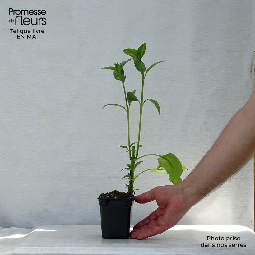 Jerusalem Artichokes - Helianthus tuberosus 7/8 cm pot sample as delivered in spring