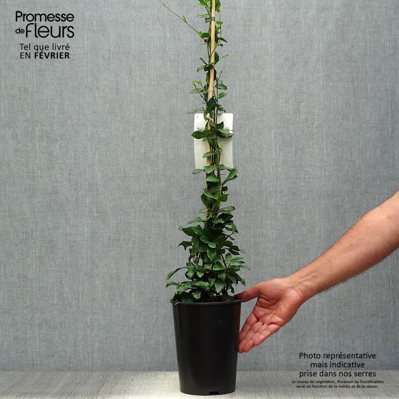 Trachelospermum jasminoides Star of Toscane - Star Jasmine 2L/3L pot sample as delivered in autumn