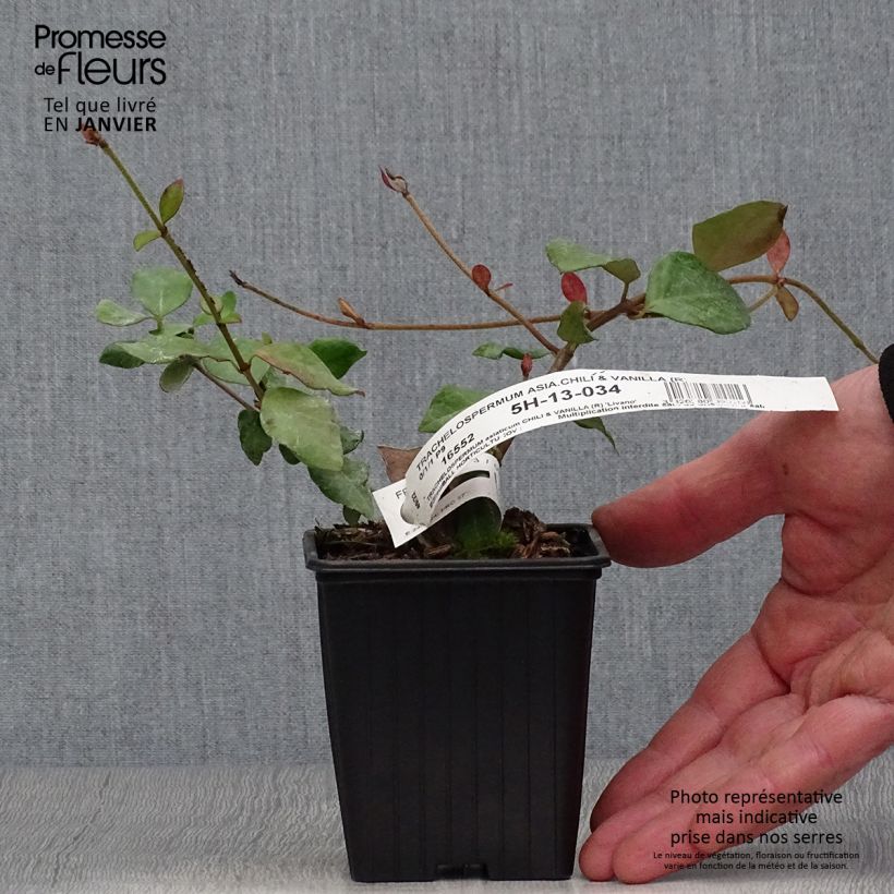 Trachelospermum asiaticum Chili and Vanilla - Asian Jasmine 8/9 cm pot sample as delivered in winter