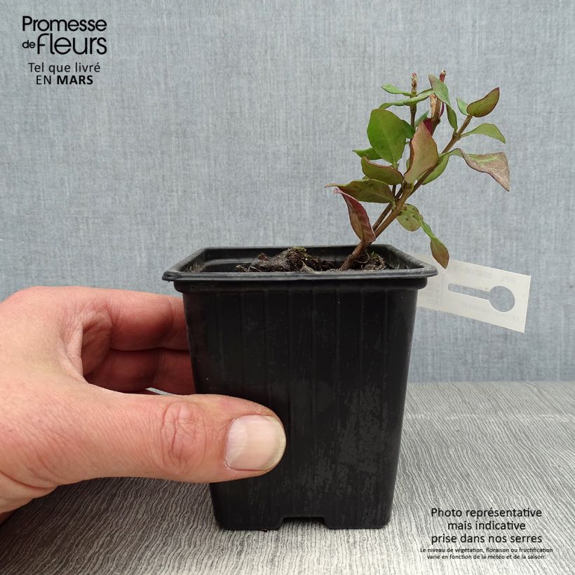 Trachelospermum asiaticum Chili and Vanilla - Asian Jasmine 8/9 cm pot sample as delivered in spring