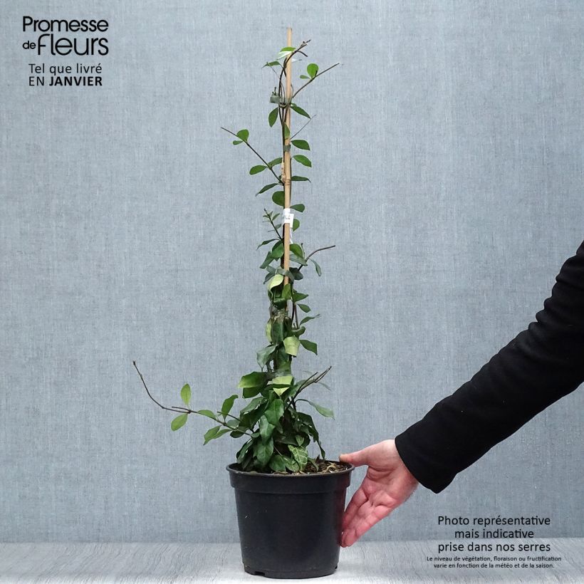 Trachelospermum asiaticum Chili and Vanilla - Asian Jasmine 3L/4L pot sample as delivered in winter
