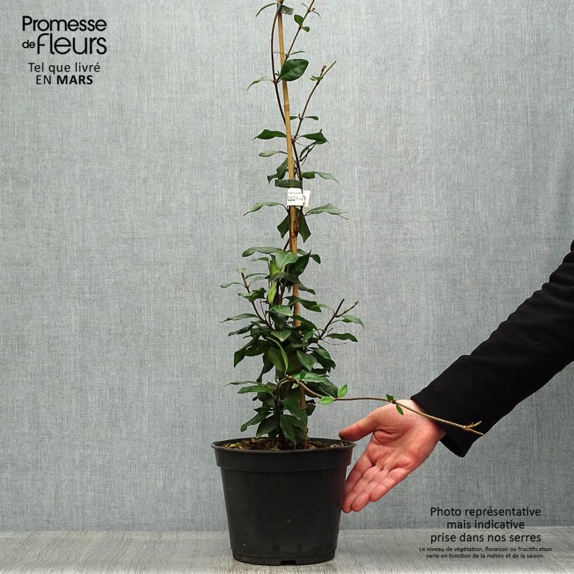 Trachelospermum asiaticum Chili and Vanilla - Asian Jasmine 3L/4L pot sample as delivered in spring