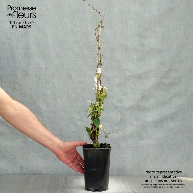 Trachelospermum asiaticum Ogon-Nishiki - Asian Jasmine 2L/3L pot sample as delivered in spring