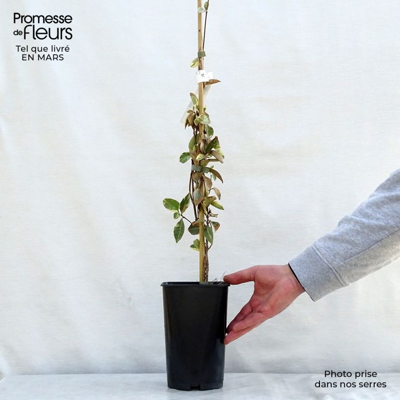 Trachelospermum jasminoides Variegatum - Star Jasmine 2L/3L pot sample as delivered in spring