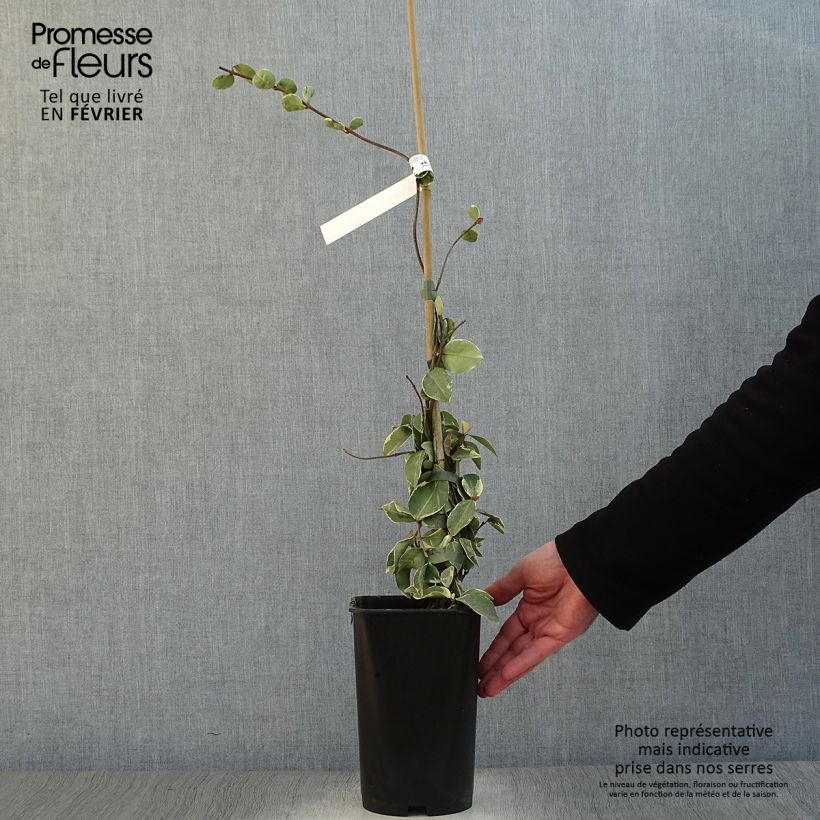 Trachelospermum jasminoides Variegatum - Star Jasmine 2L/3L pot sample as delivered in winter