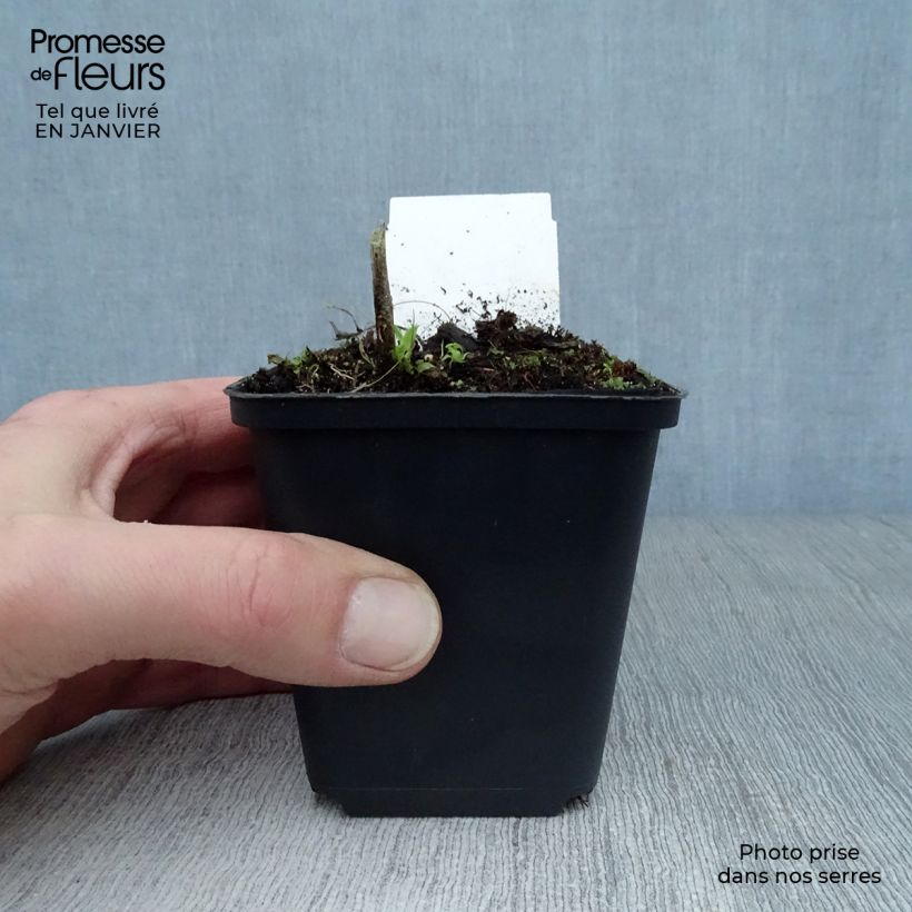 Trachystemon orientalis 8/9 cm pot sample as delivered in winter