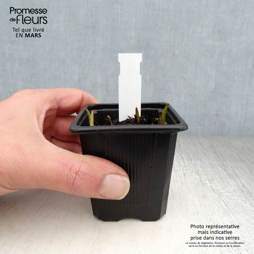 Tradescantia x andersoniana Domaine de Courson 8/9 cm pot sample as delivered in spring