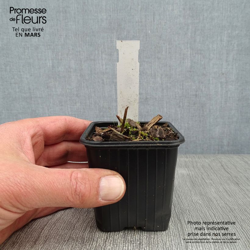 Tradescantia x andersoniana Domaine de Courson 8/9 cm pot sample as delivered in winter