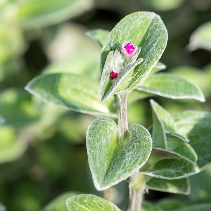 Tradescantia sillamontana (Foliage)