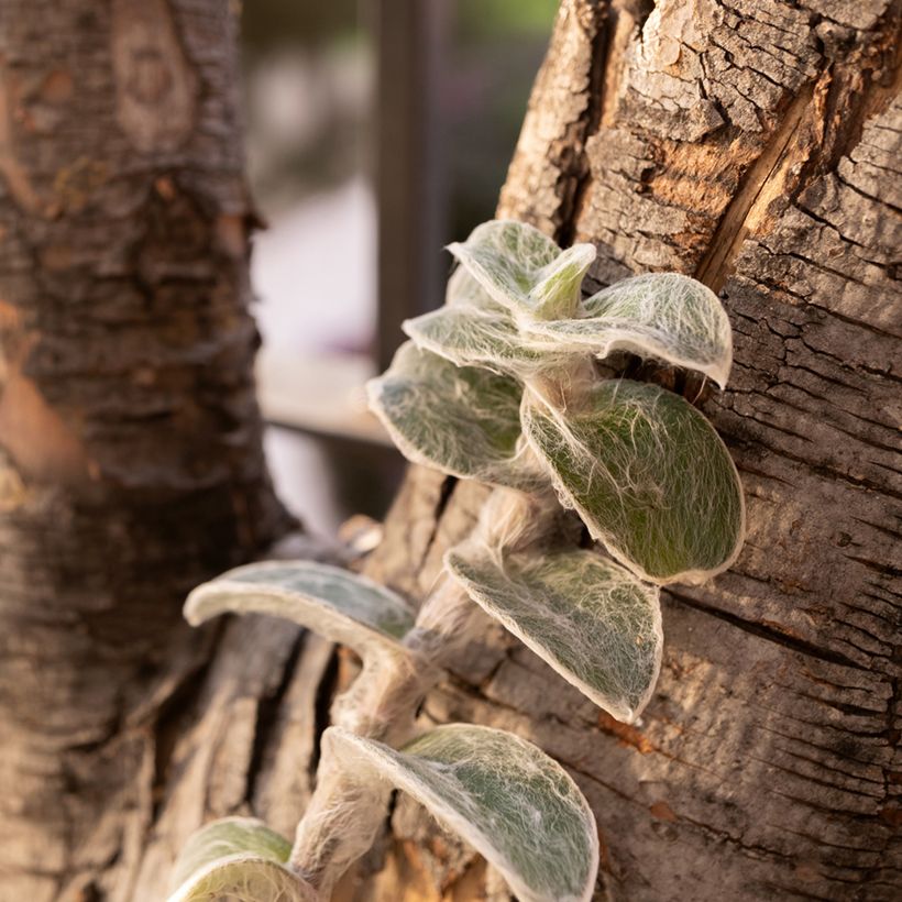 Tradescantia sillamontana (Plant habit)