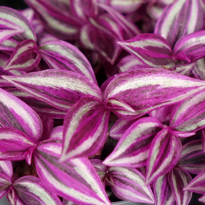 Tradescantia zebrina Pink Paradise - Silver inch plant (Foliage)
