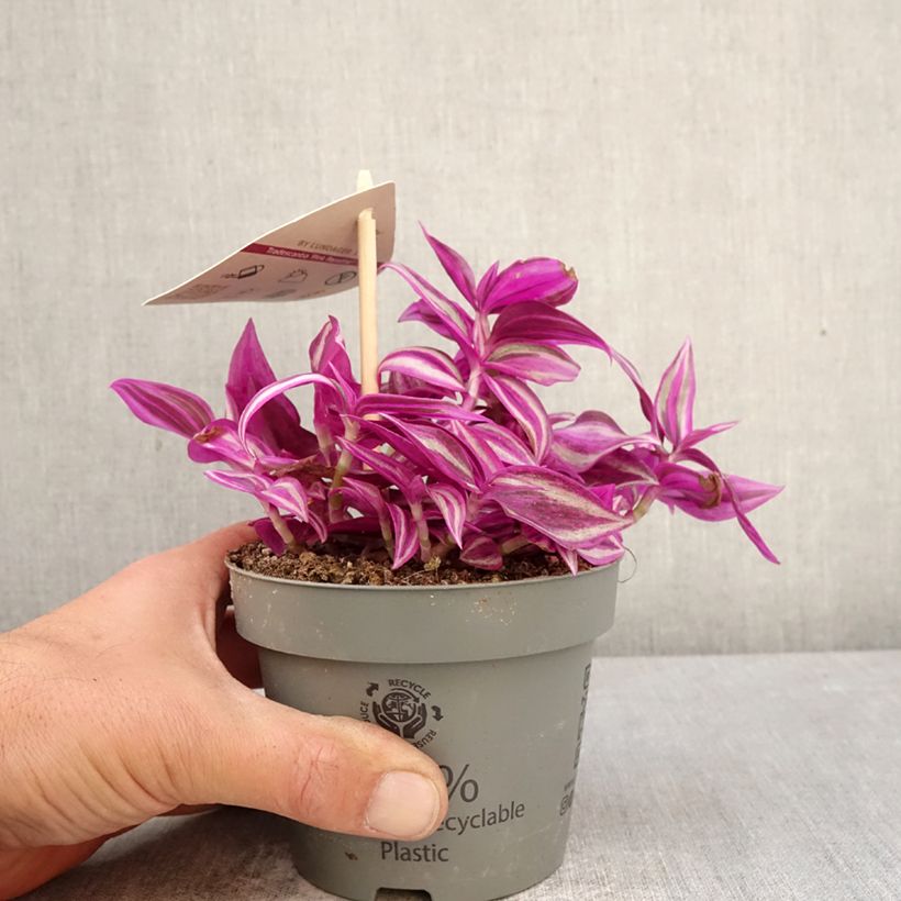 Tradescantia zebrina Pink Paradise - Silver inch plant 12cm pot sample as delivered in spring