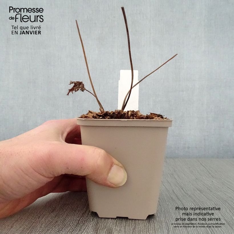 Trautvetteria caroliniensis  8/9 cm pot sample as delivered in winter