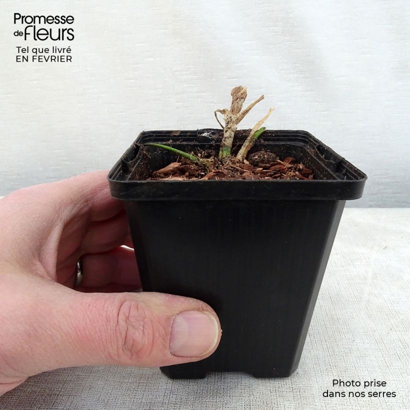 Menyanthes trifoliata 8/9 cm pot sample as delivered in winter