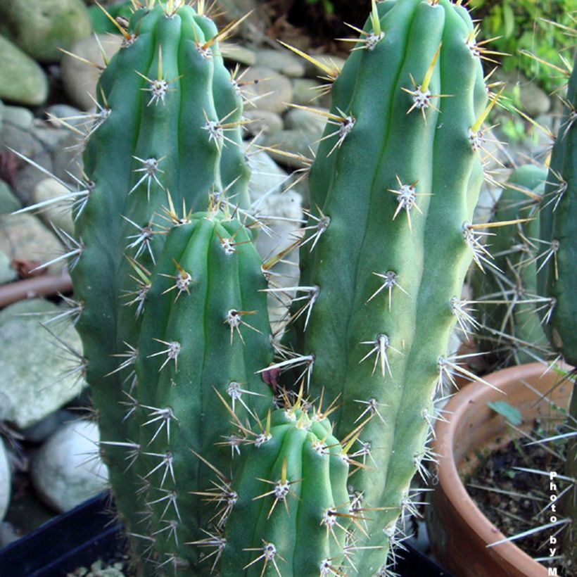 Trichocereus cuzcoensis - Cactus (Foliage)
