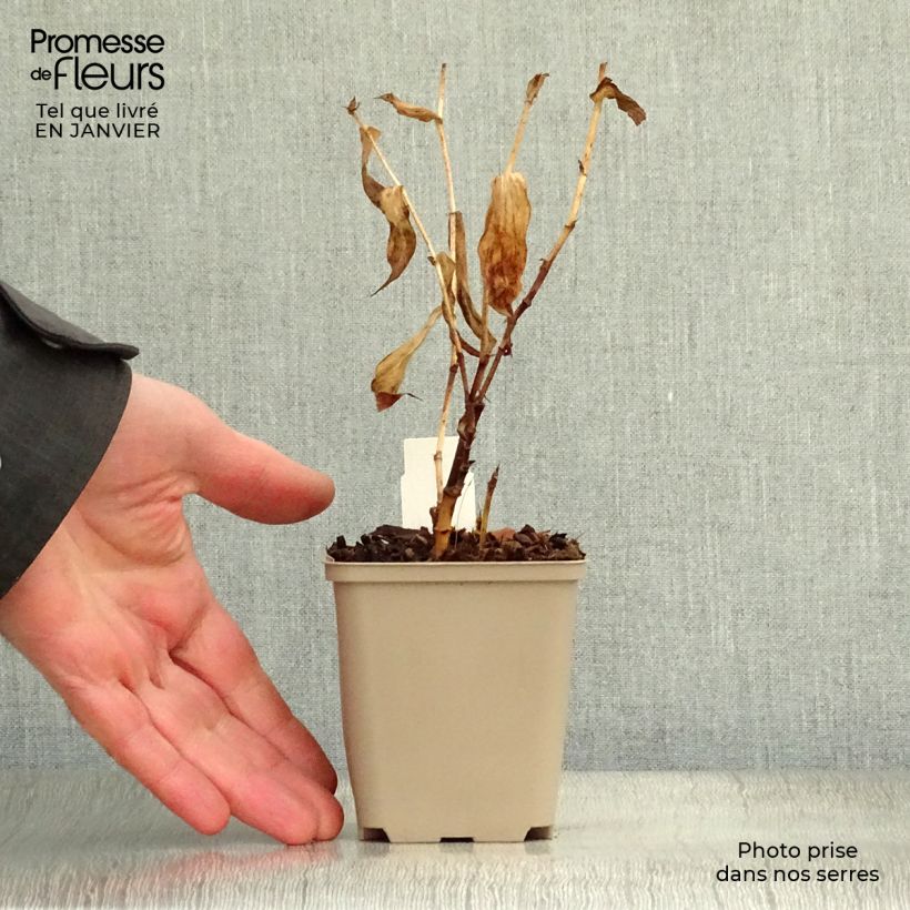 Tricyrtis hirta x formosana Sinonome 8/9 cm pot sample as delivered in winter