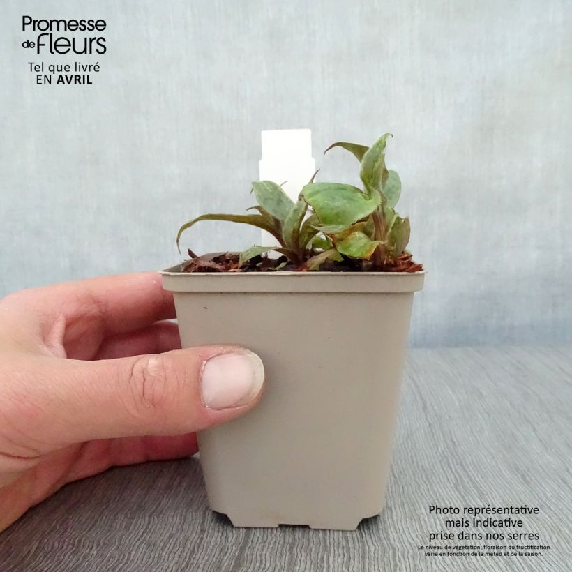 Tricyrtis hirta x formosana Sinonome 8/9 cm pot sample as delivered in spring