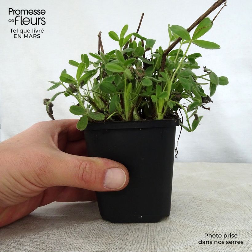 Trifolium ochroleucon - Sulphur Clover 8/9 cm pot sample as delivered in spring