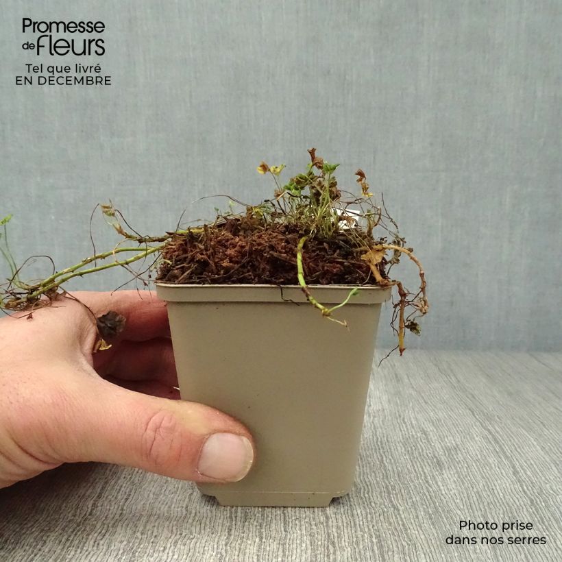 Trifolium repens Pentaphyllum 8/9 cm pot sample as delivered in winter